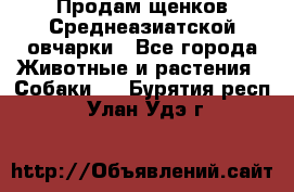 Продам щенков Среднеазиатской овчарки - Все города Животные и растения » Собаки   . Бурятия респ.,Улан-Удэ г.